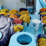 Does Vat Dye Have Good Fastness Property